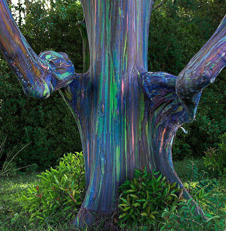 Cool Tie Dye Tree 