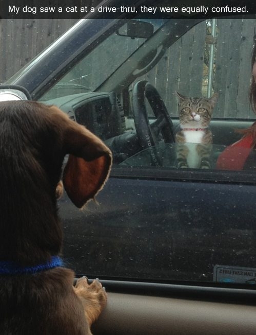Dog And Cat Face Off 