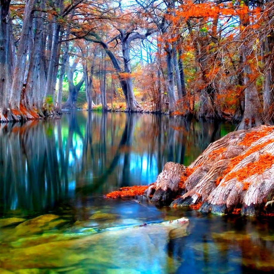 Beautiful Trees and Pond 