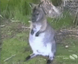 Bird Steal Kangaroo's food 