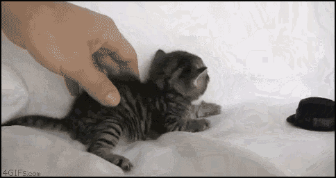 Big cat smacks Baby Kitten 