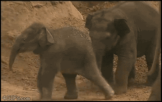 Elephant Kicks Baby 