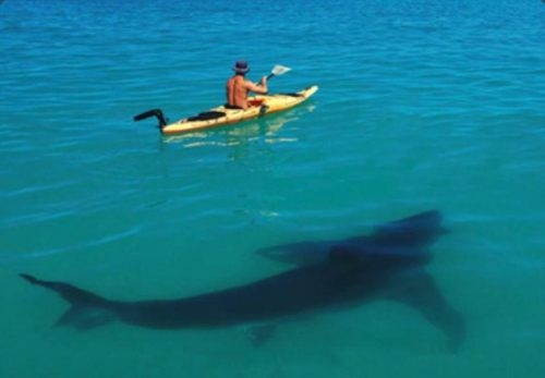 Shark Under Kayak 