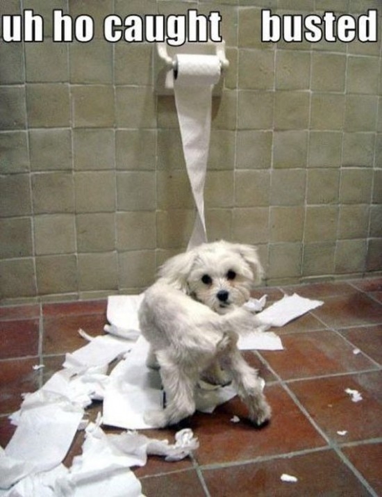 Busted Puppy 