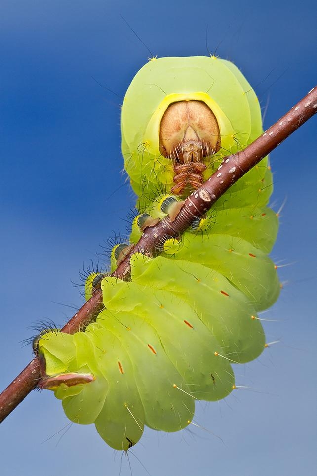 Close Up Caterpillar 