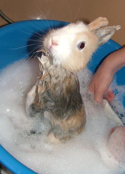 Wet Rabbit 
