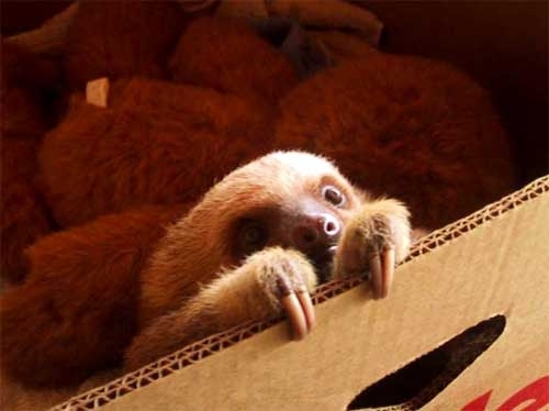 Sloth In A Box 