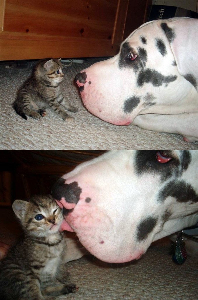 Big Dog, small Kitten 