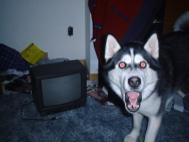 Shocked Dog 