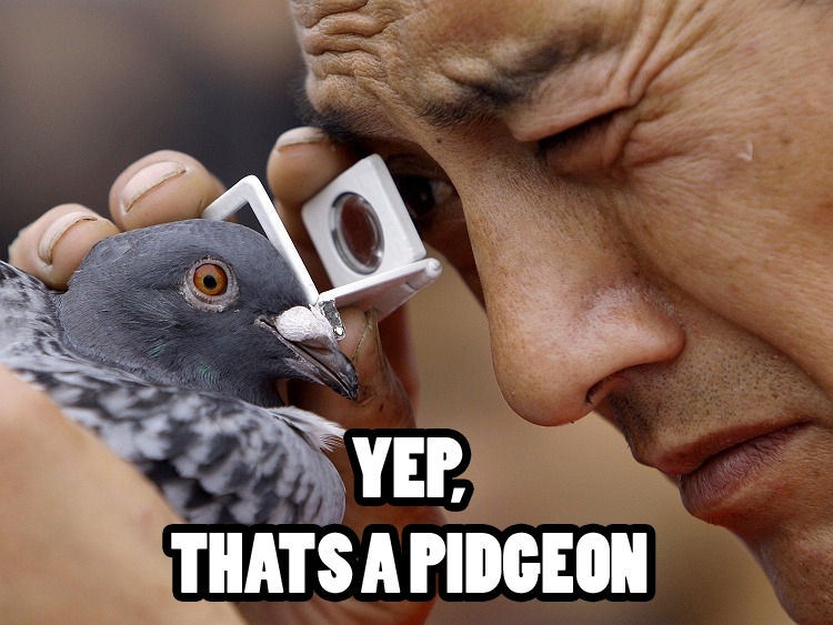 Pigeon eye 