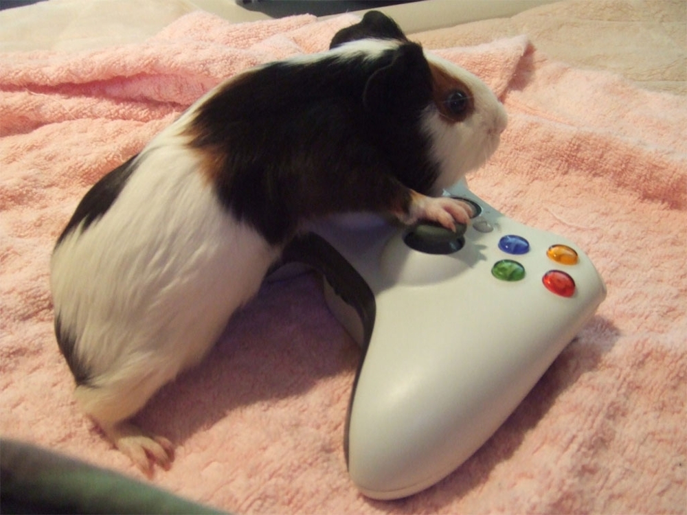 Rat Likes Video Games 