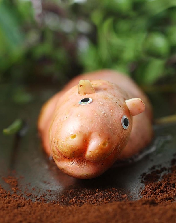 Potato Pig 