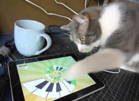Fun Ipod Games For Cats 