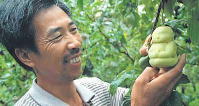 Man Picking A Buddha Pear 