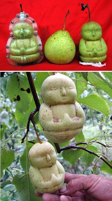 Buddha Pears 