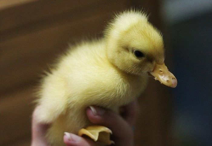 Cute Baby Duck 