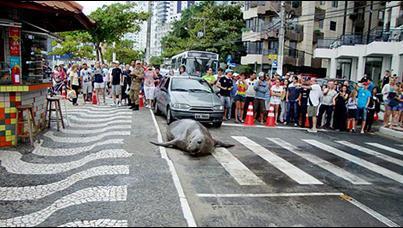 Sea Lion Crossing Th Street 