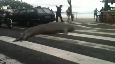 Police Escort, For Sea Lion 