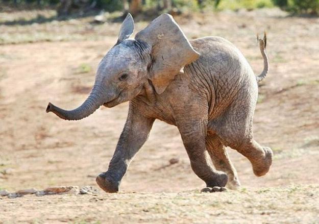 Running Baby elephant 
