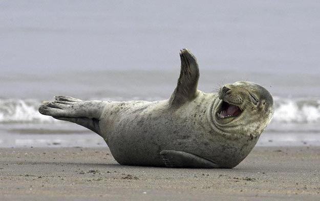 Funny Seal 