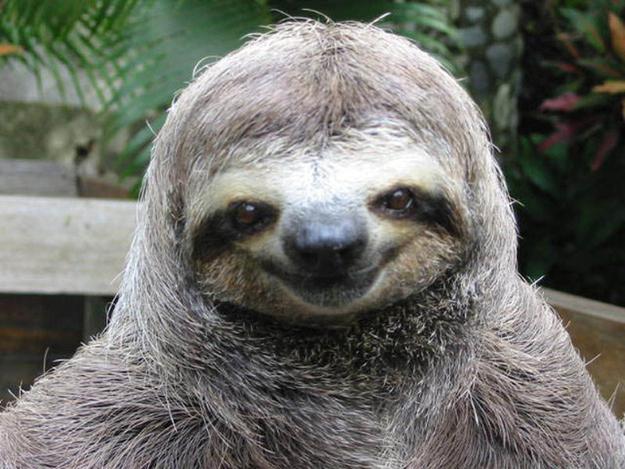 Happy Sloth 