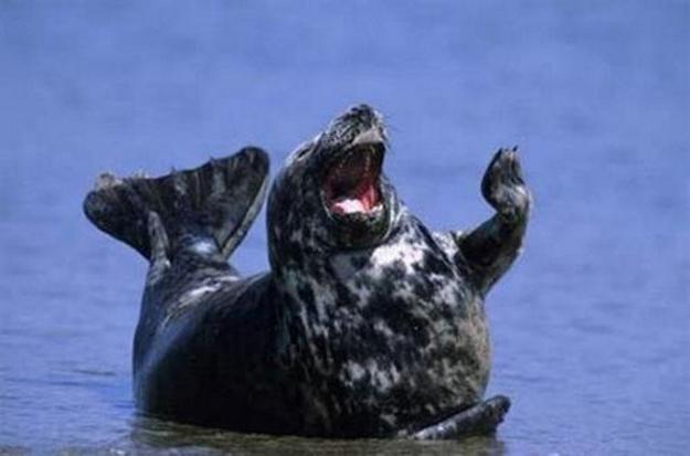 Laughing Seal 