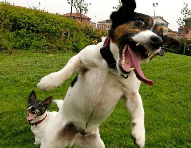 Happy jumping Dog 