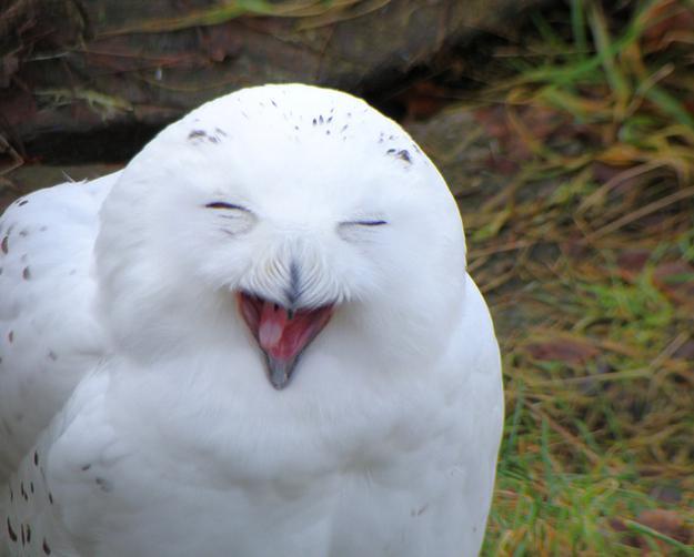 Laughing Owl 