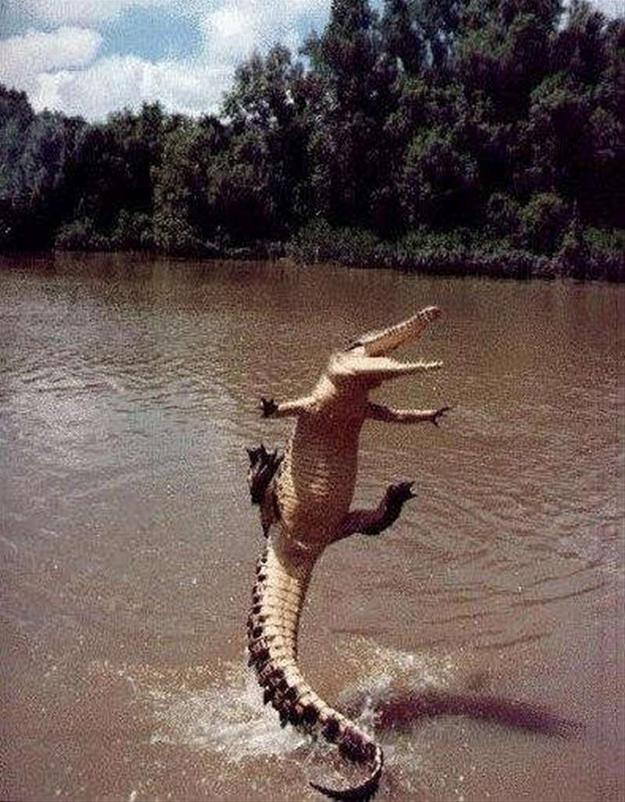 Jumping Alligator 