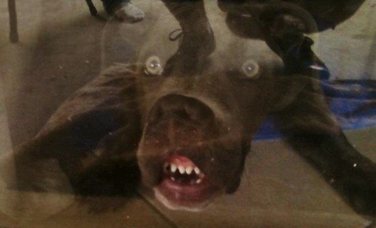 Dogs Pressing Faces Against Window 