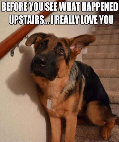 Remember Your Dog Loves You! 