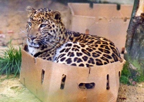 Leopard In A Box 