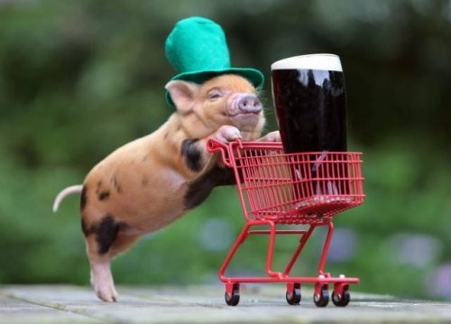 St. Patrick's Day Pig 