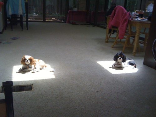 Dogs Enjoy Sunshine 