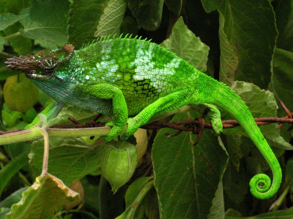 Chameleon Camouflage