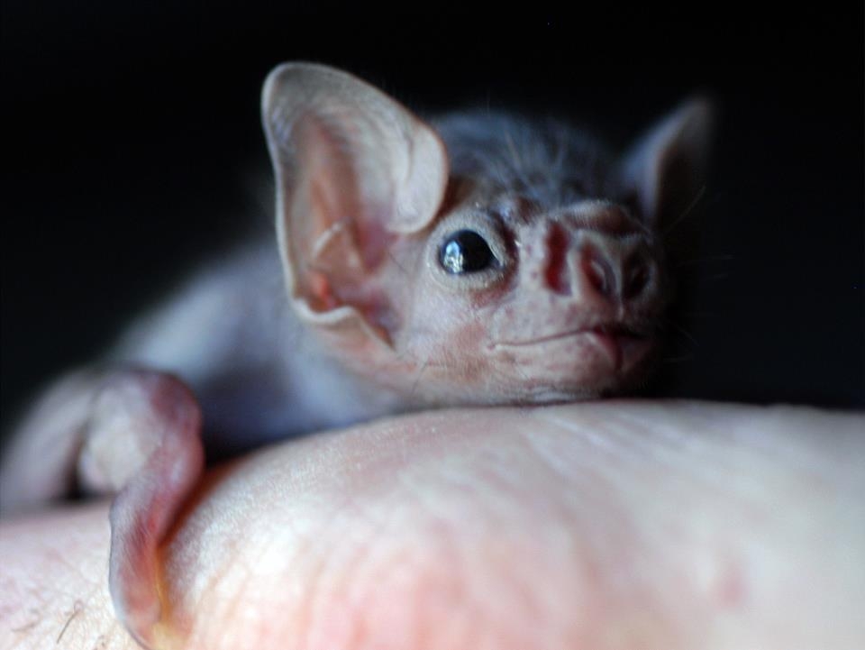 Vampire bat baby. Aww look at that little nose.
