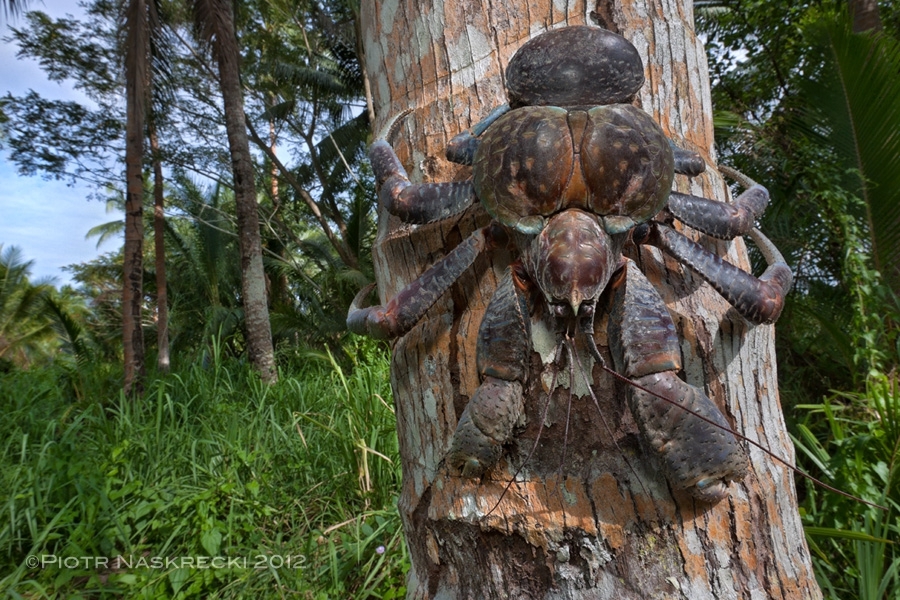 Grown Up Coconut Crab 