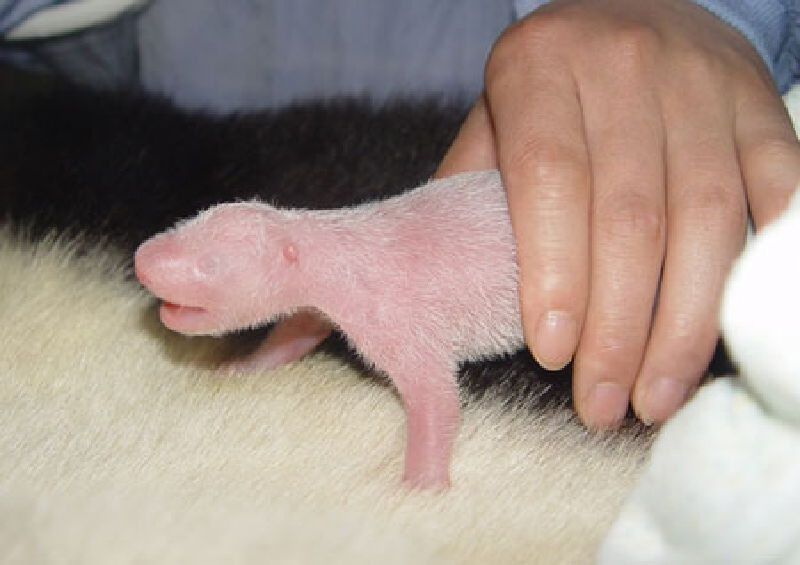 Naked mole rat baby. It's kinda adorable