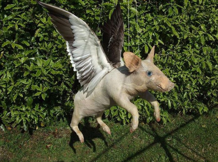 Flying Pig 