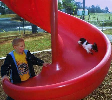 Little Puppy On Twisting Slide 