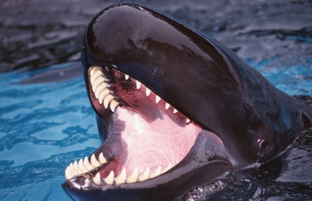 Smiley The False Killer Whale 