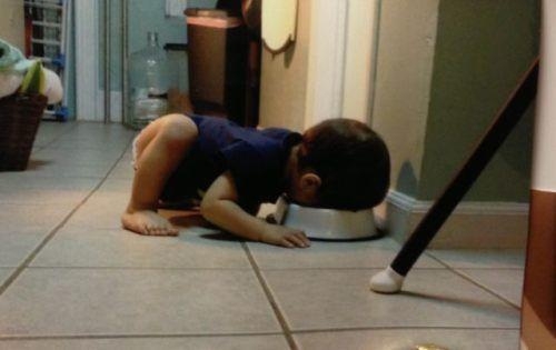 Baby Eating Out Of The Dog Bowl 