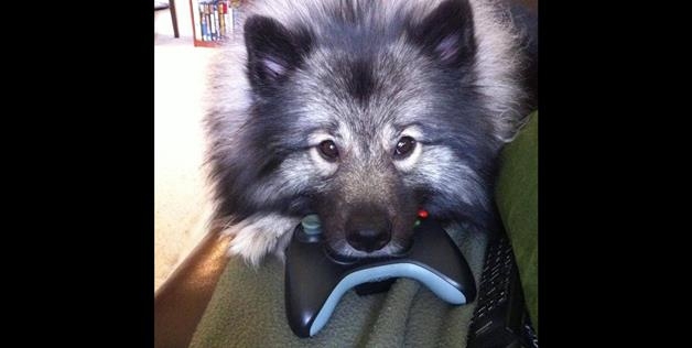 Gamer Buddy 