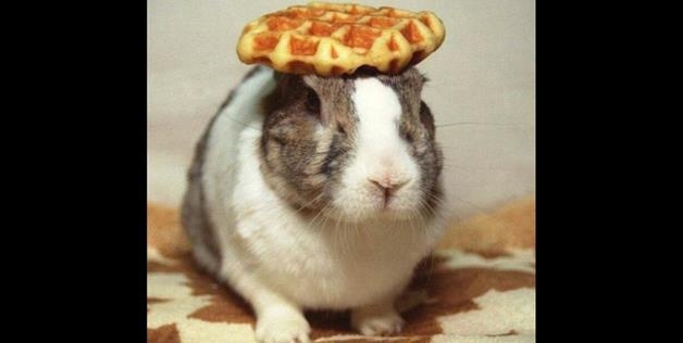 waffle Bunny 