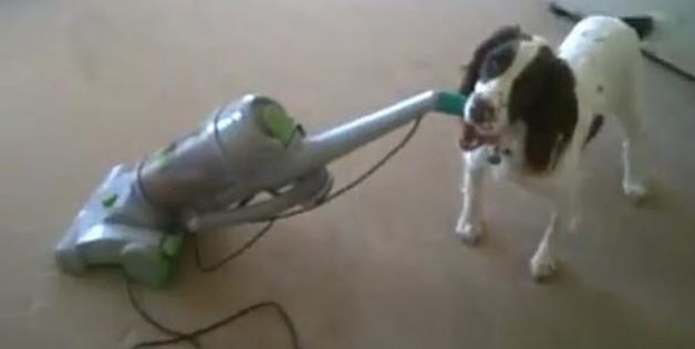 Vacuum Dog 