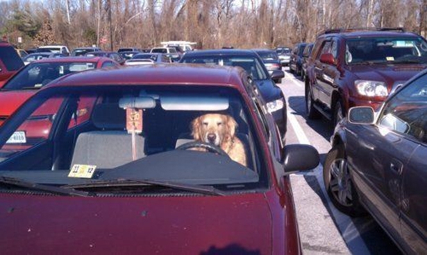 Dog Driver 