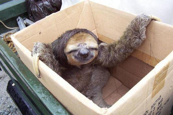 High Sloth 