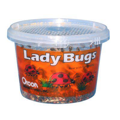 Lady Bugs For Sale 