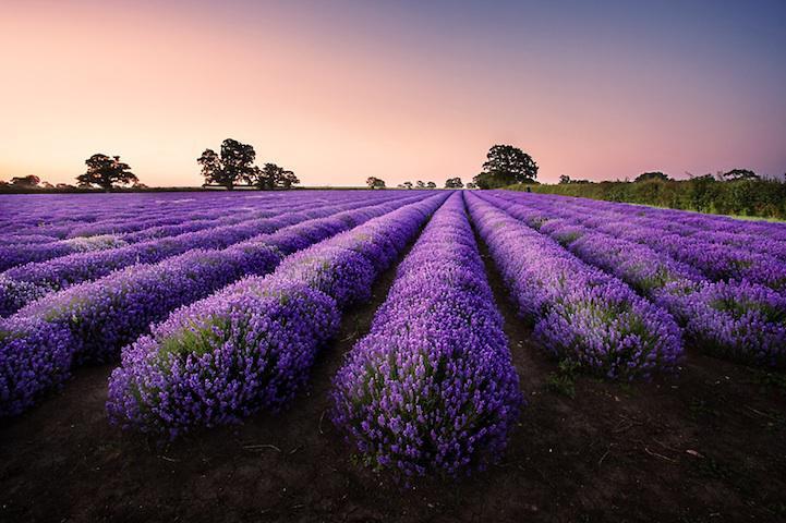 Lavender Purple 