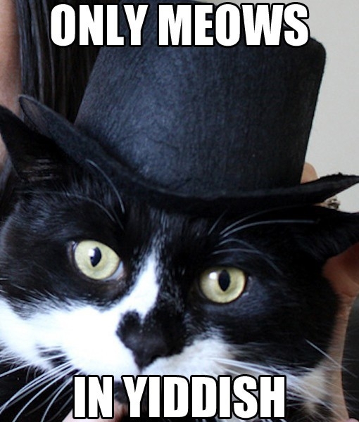 Yiddish Meows 